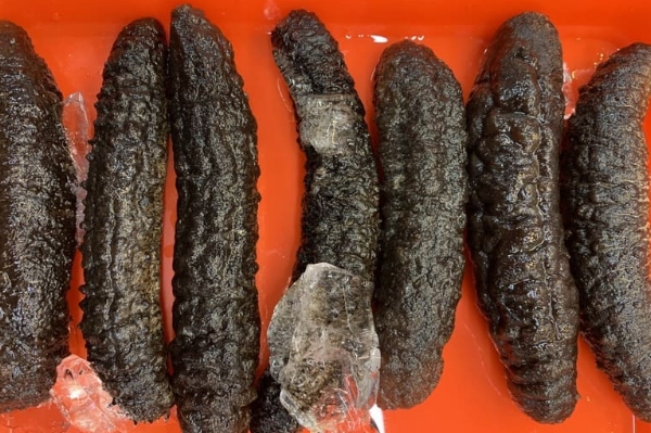 產品照片:加拿大海參